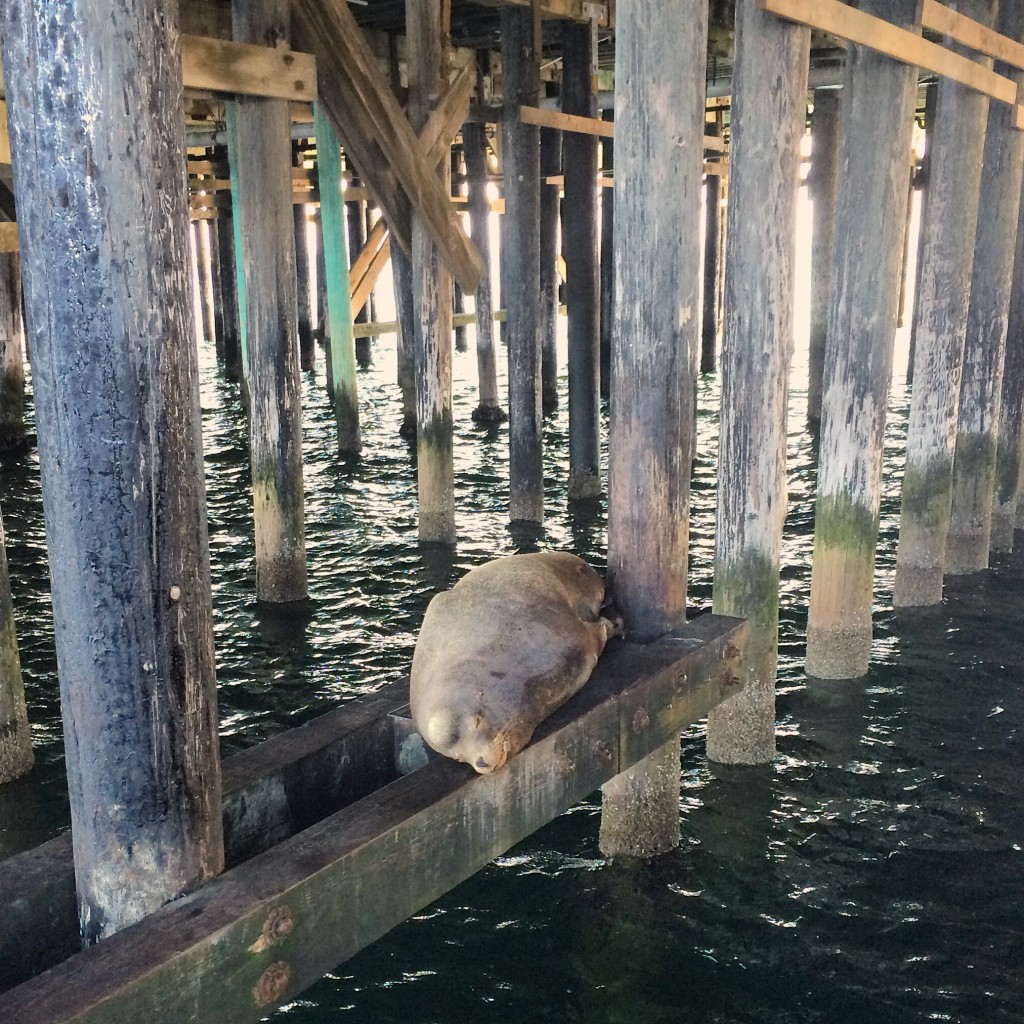 Sad sea lion