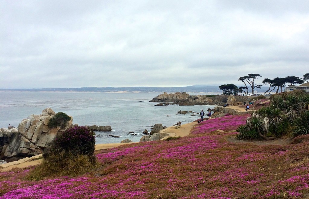 California coast and purple flowers