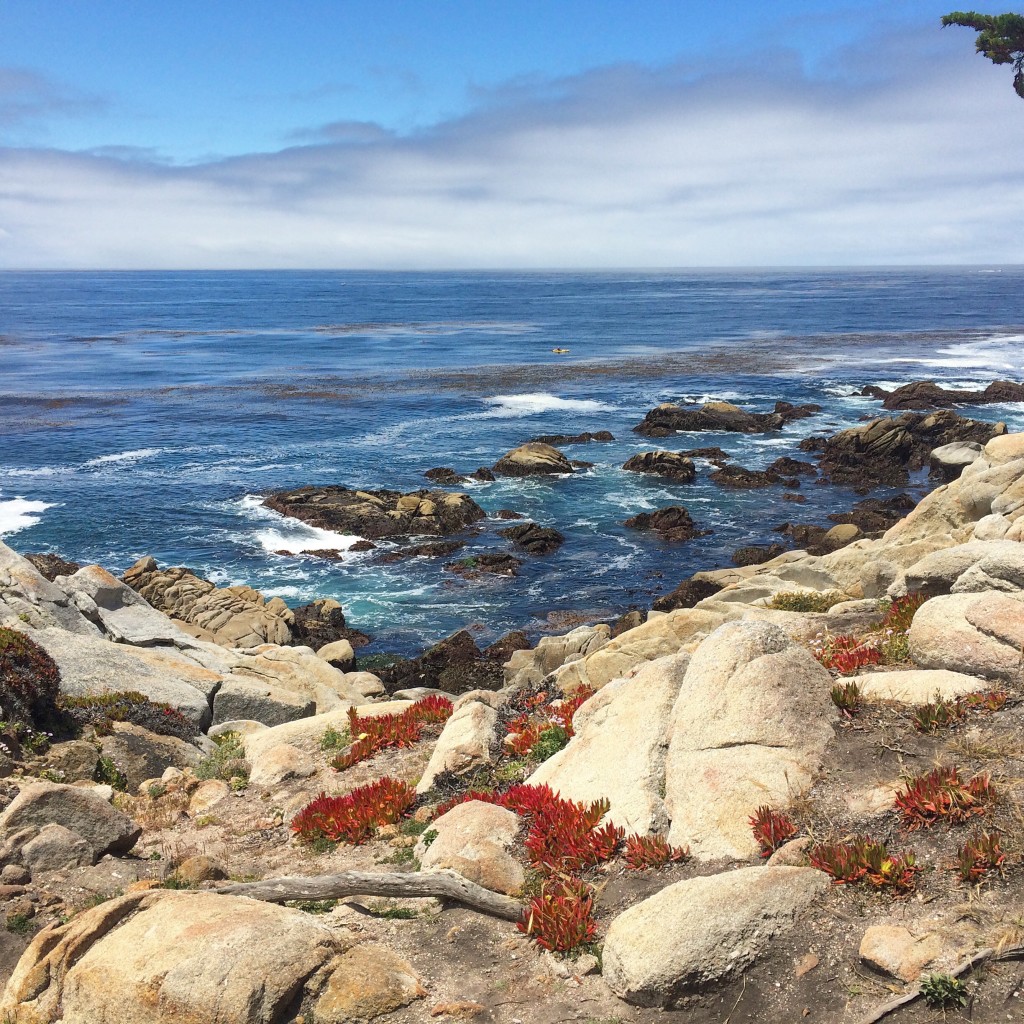 California coast and red succulents