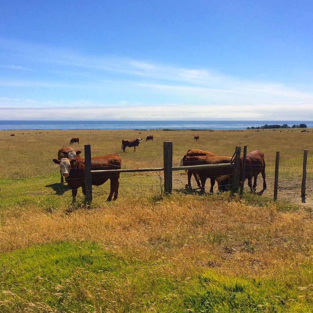 California cows