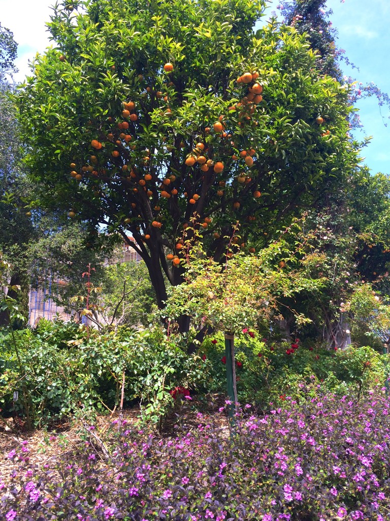 Hearst Castle oranges