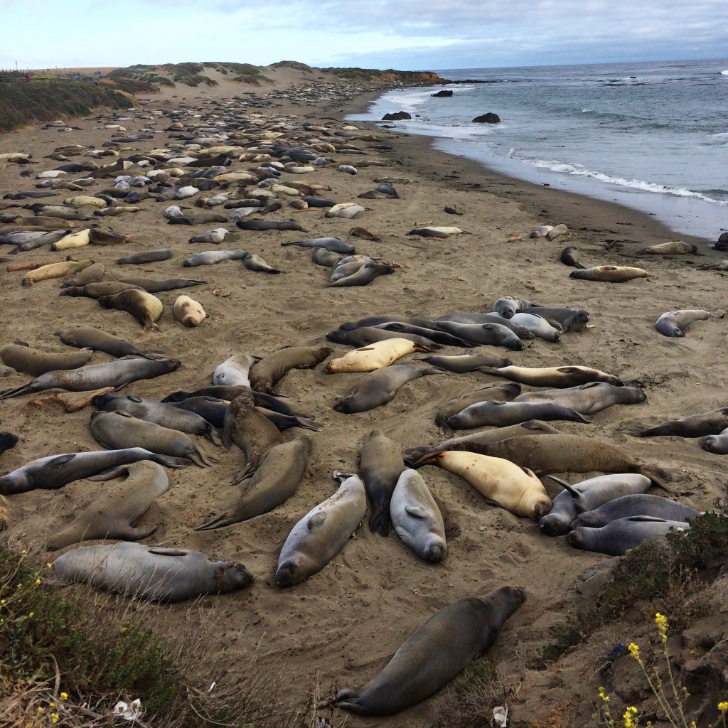 Elephant seals